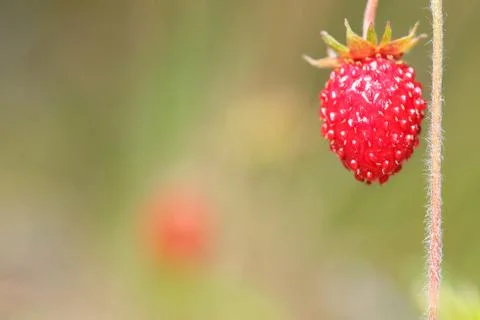Forest strawberry closeup Stock Photos