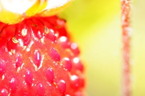 Forest strawberry closeup Stock Photos