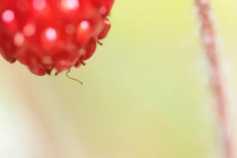 Forest strawberry closeup Foto stock