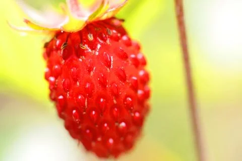 Forest strawberry closeup Stock Photos