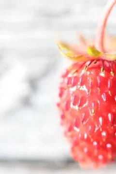 Forest strawberry closeup Foto stock