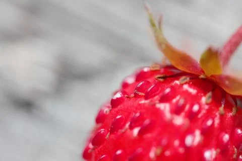 Forest strawberry closeup Foto stock