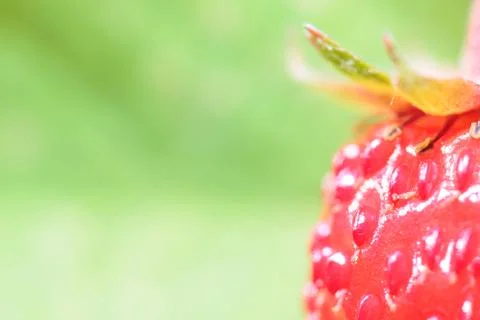 Forest strawberry closeup Stock Photos