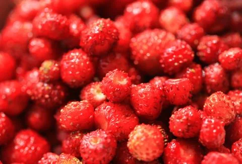Forest strawberry closeup Foto stock