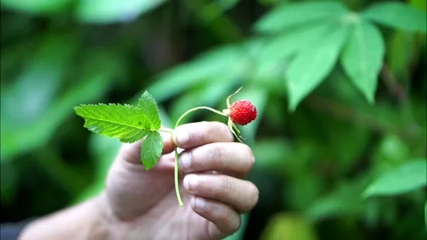 Forest strawberry held by hand, showing the beauty of wild nature Stock-Footage 328100723