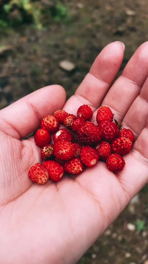 Forest strawberry in the palms, wild Stock Footage 251622527