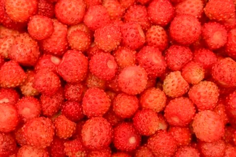Forest strawberry Stock Photos