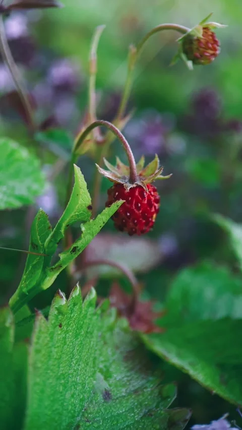 Forest strawberry, wild berries forest, nature, fruit, farming, harvest, close u Stock Footage 251622507