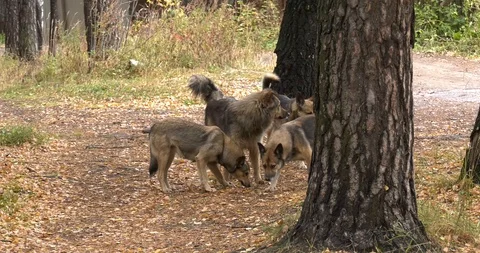 Forest stray dogs Stock Footage 102202634