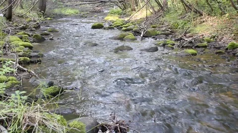 Forest stream 1 Stock Footage 87017976