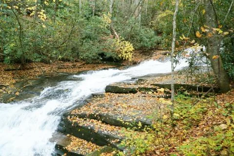 Forest Stream 1 Foto stock