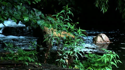 Forest Stream 2 Stock Footage 24896891