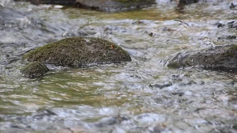 Forest stream 2 Stock Footage 87018001