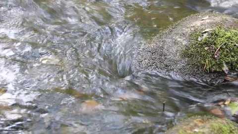 Forest stream 3 Stock Footage 87018158