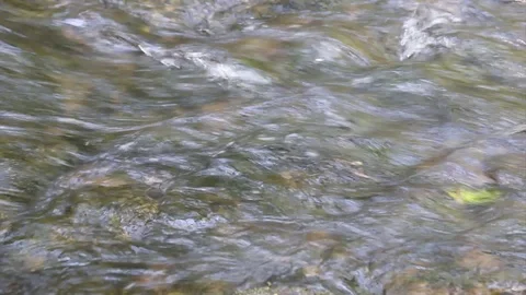 Forest stream 4 Stock Footage 87018106