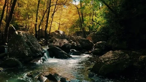 Forest stream 4k, autumn river landscape, flowing creek nature Video stock 311991659