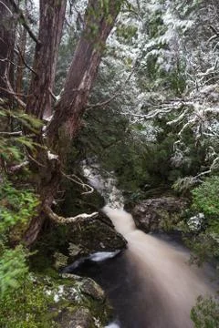 Forest stream alongside the Enchanted Walk in Cradle Mountain National Park Stock Photos