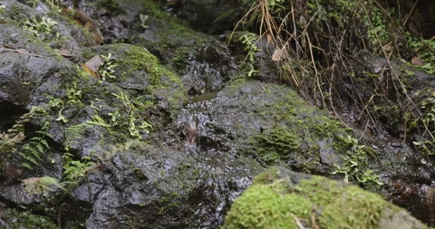 Forest stream among beautiful plants, 4K slomo Stock Footage 249764650
