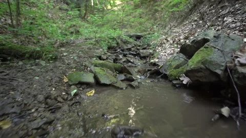 Forest stream among the forest. 스톡 동영상 160682461