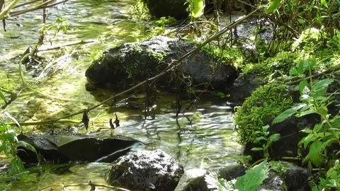 Forest stream among the stone Video stock 118804284