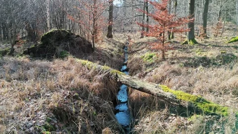 Forest Stream and Fallen Log Bridge Tilt Up to Blue Sky, Denmark Stock Footage 332553970