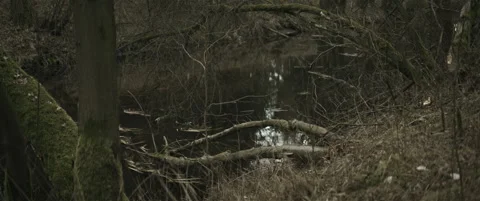 Forest with a stream and fallen trees anamorphic Stock Footage 297633395