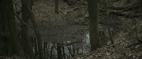 Forest with a stream and fallen trees anamorphic Stock Footage 297633464