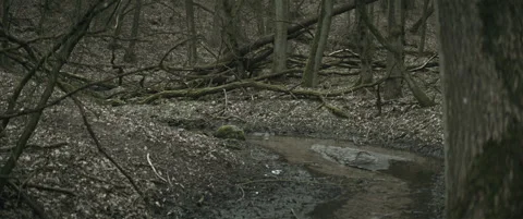 Forest with a stream and fallen trees anamorphic Stock Footage 297633538