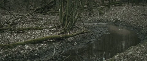 Forest with a stream and fallen trees anamorphic Stock Footage 297633549