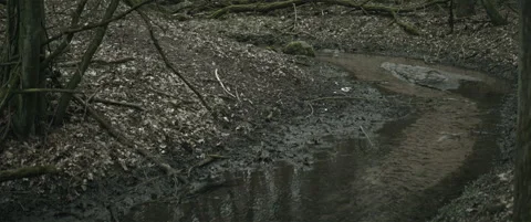 Forest with a stream and fallen trees anamorphic Stock Footage 297633563