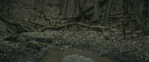 Forest with a stream and fallen trees anamorphic Stock Footage 297633640