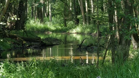 Forest stream and the plant Stock Footage 74655883