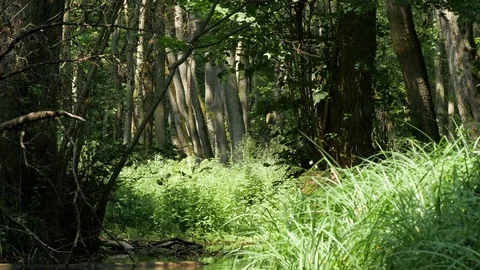 Forest stream and the plant 스톡 동영상 74657055