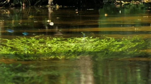 Forest stream and Reflection of the plant 스톡 동영상 74657007