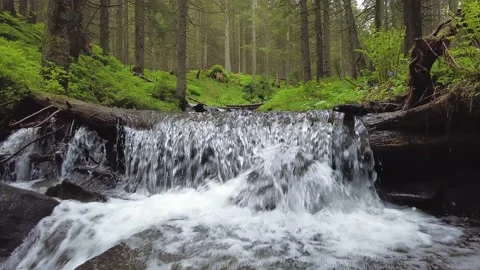 Forest stream and a small waterfall on it in the spring Carpathian forest. Video stock 156762670