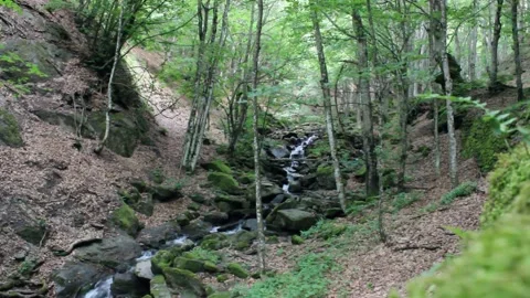 Forest Stream and Small Waterfall in the Apennines, Castelluccio, Italy Видео 343478338