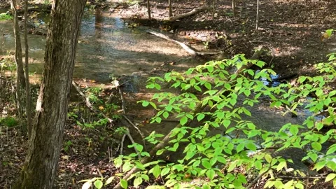 Forest Stream and Sunlight Reflections near Nine Mile Portage Video stock 318197150