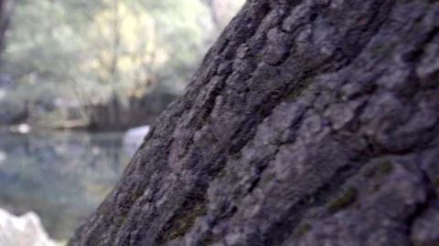 Forest stream and trees slider Stock Footage 109483405