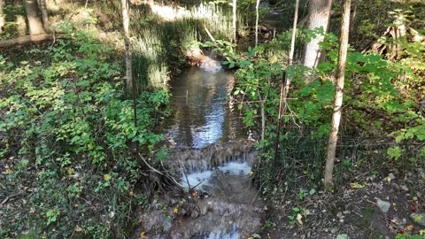 Forest Stream and Waterfalls Video stock 318378734
