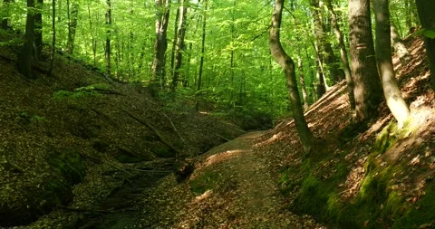 Forest Stream and Woodland Path in Szczecin Poland Vídeos de archivo 334330845