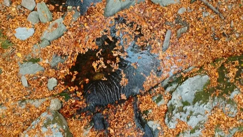 Forest stream in autumn above Stock Footage 97136223