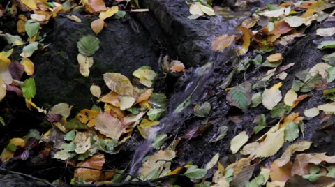 Forest stream in autumn Stock Footage 31861412
