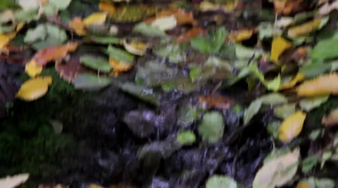 Forest stream in autumn Stock Footage 31862217