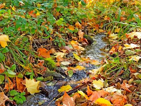 Forest stream in the autumn forest Foto stock