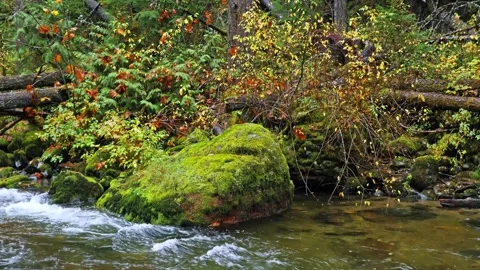 Forest stream in autumn with mossy rocks and colorful fall foliage Video stock 332143068