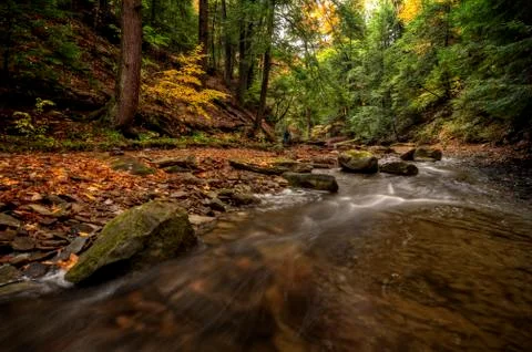 Forest stream in autumn Foto stock