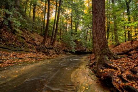 Forest stream in autumn Stock Photos