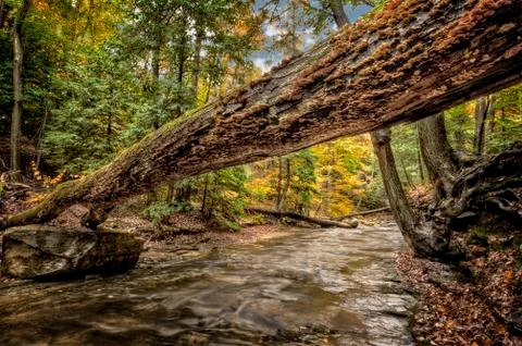Forest stream in autumn Stock Photos
