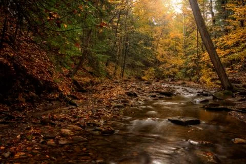 Forest stream in autumn Stock Photos