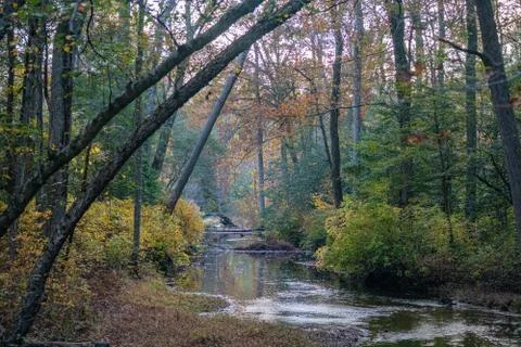 Forest stream with autumn trees Stock Photos
